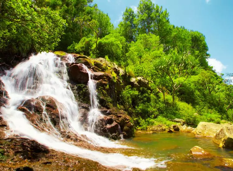 Black River Gorges National Park - Places to Visit in Mauritius