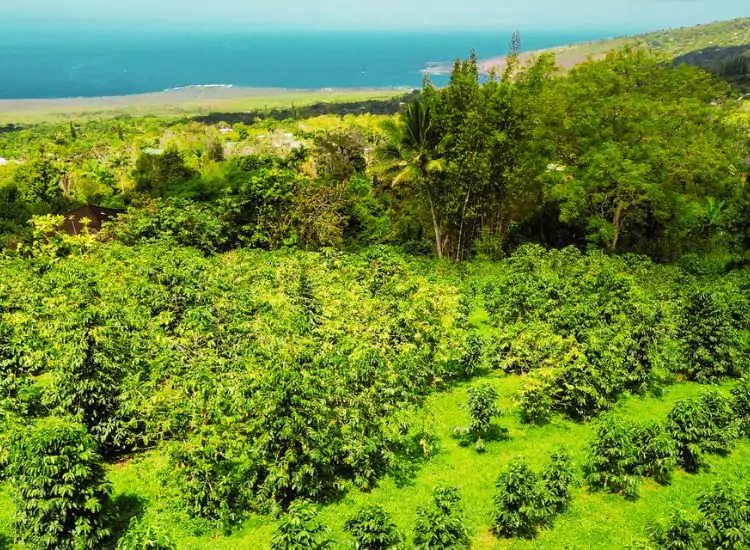 Kona Coffee Farms, Hawaii