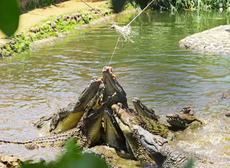 La Vanille Crocodile Park Mauritius
