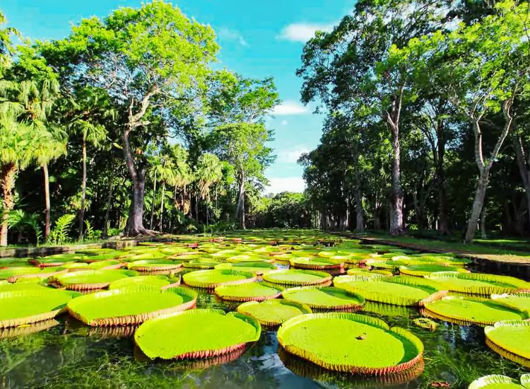 Mauritius National Botanical Garden