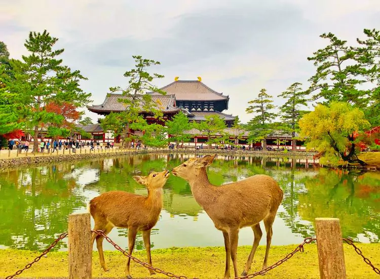 Nara - BEST Places to Visit in Japan