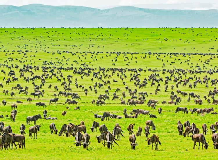 Serengeti National Park