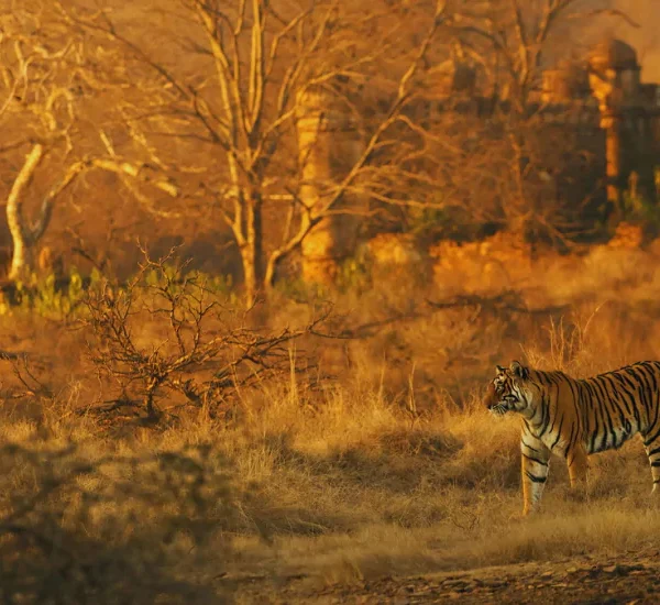Ranthambore Fort
