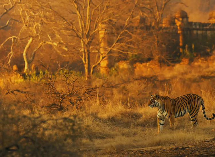 Ranthambore Fort