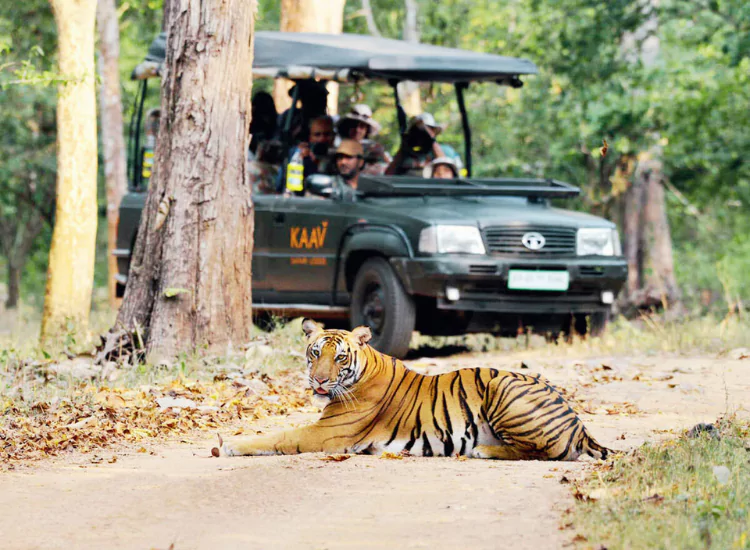 Ranthambore Jeep Safari