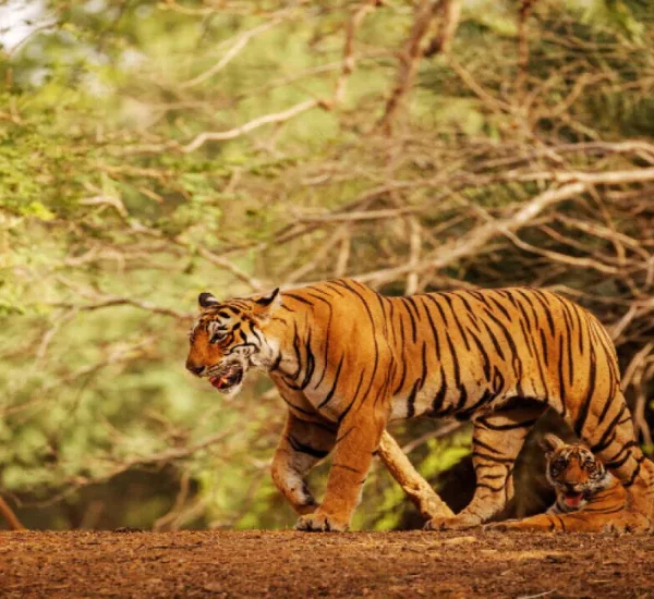 Sariska Tiger Reserve