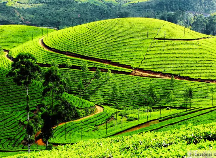 Ooty
