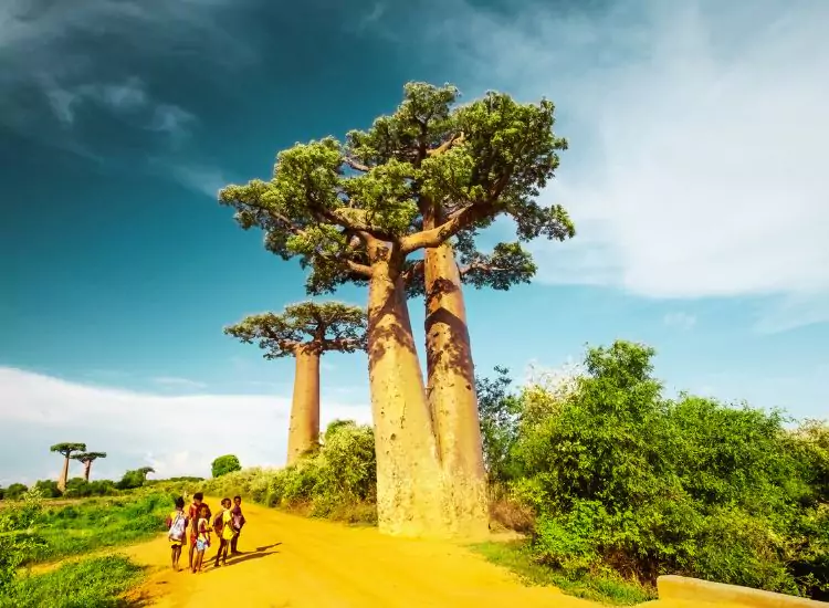 Avenue of the Baobabs - Tourist Attractions in Madagascar