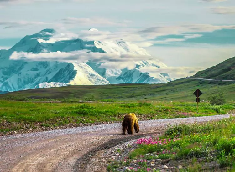 Denali National Park - Tourist Attractions in Alaska