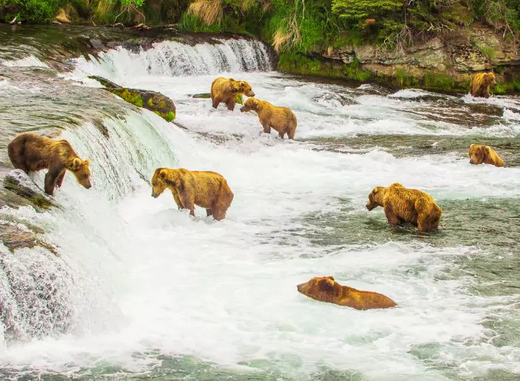 Katmai National Park