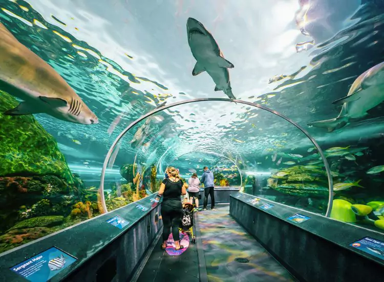 Ripley’s Aquarium of Canada - Places to Visit in Toronto