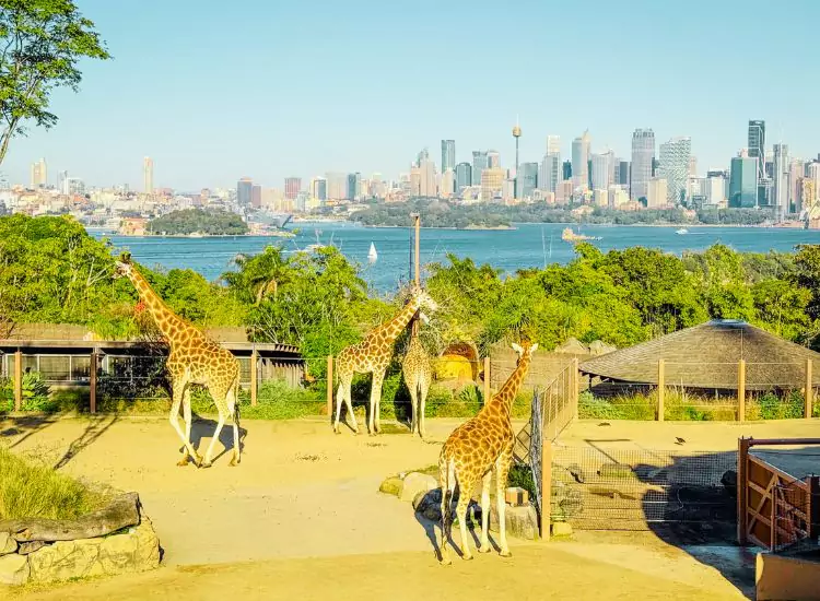Taronga Zoo - Places to Visit in Sydney