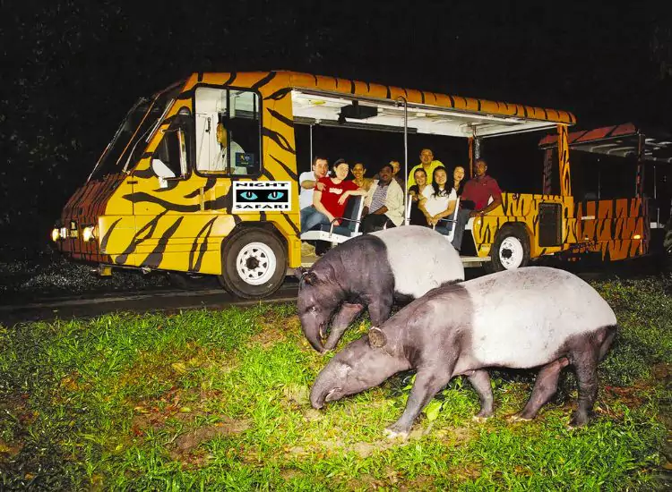 Singapore Night Safari