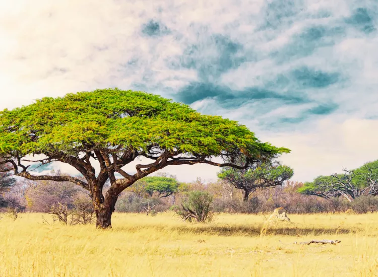 Chipinge Botanical Reserve Zimbabwe